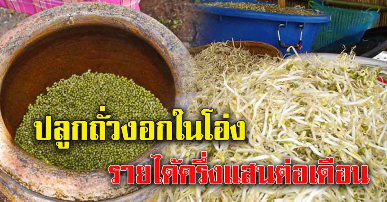 ทำได้ อาชีพใหม่ปลูกถั่วงอกในโอ่ง รายได้เดือนนึงเป็นแสน