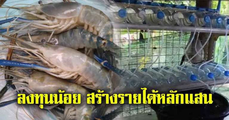 เลี้ยงกุ้งแม่น้ำในขวด ทุนน้อย พื้นที่ไม่มาก สร้างรายได้หลักแสน