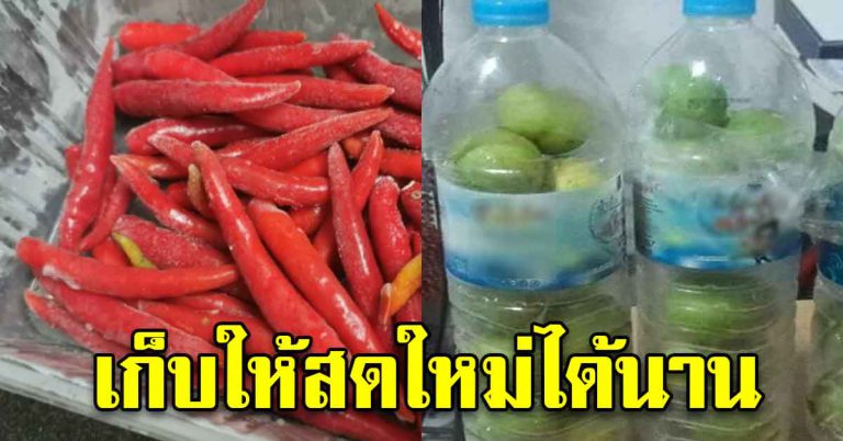 เก็บพริก เก็บมะนาว ให้สดใหม่ อยู่ได้นานหลายเดือนไม่เสีย