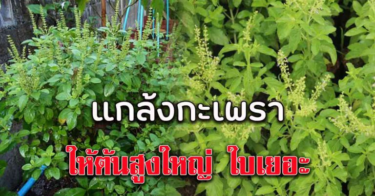 เพิ่งรู้ วิธีทำให้กะเพรา ต้นสูง ออกใบเยอะ เก็บได้ทั้งปี