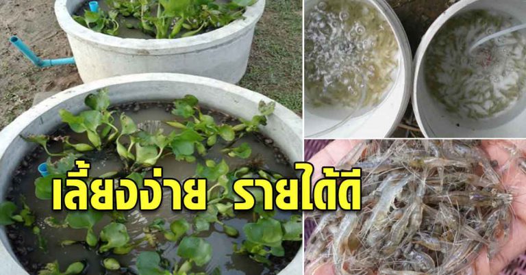 สร้างอาชีพได้สบาย เลี้ยงกุ้งฝอย ทุนน้อยได้รายได้ดี