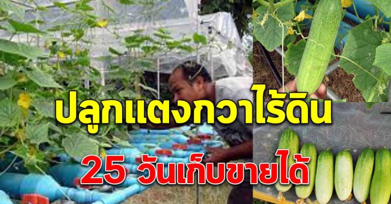 ผักแตงกวา ปลูกแบบไม่ใช้ดิน 25 วัน เก็บทานได้