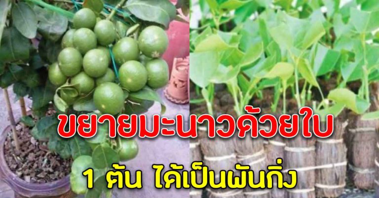 ต้นมะนาว 1 ต้น ขยายได้เป็นพันกิ่ง สร้างเป็นรายได้ดีมาก