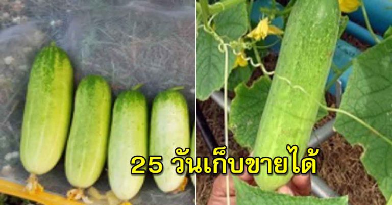 แตงกวา ปลูกได้แบบไม่ลงดิน 25 วันเก็บขายได้สบายเลย