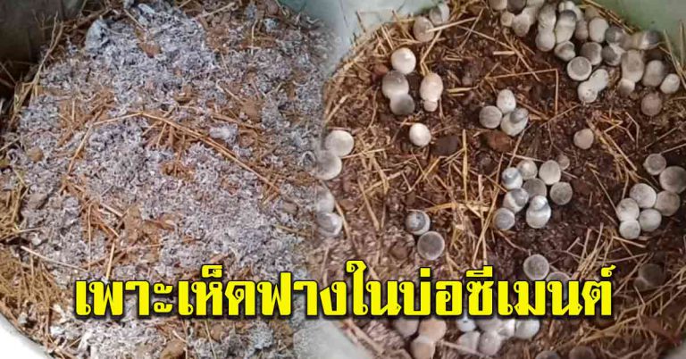 เพาะเห็ดฟาง บ่อซีเมนต์ ดอกโตใหญ่ เก็บกินได้ทั้งปี