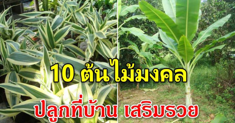 ปลูกไว้ 10 ต้นไม้ เสริมความโชคความดี ความมั่งมีเงินทอง