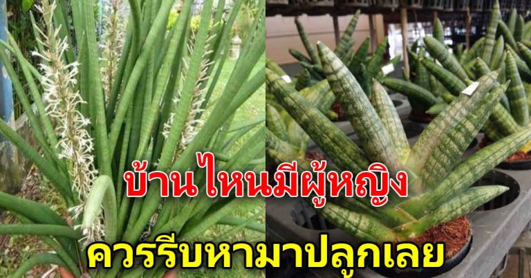 รีบหามาปลูกไว้ รับทรัพย์ ยิ่งบ้านไหนที่มีผู้หญิง