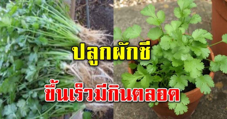 ปลูกผักสวนครัว ไว้เก็บทำอาหาร ผักชีปลูกไม่ยาก โตเร็วมีกินตลอด