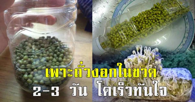 เพาะถั่วงอกในขวดน้ำ สอนเพาะง่าย โตไว 2-3 วันได้กิน พร้อมเคล็ดลับ