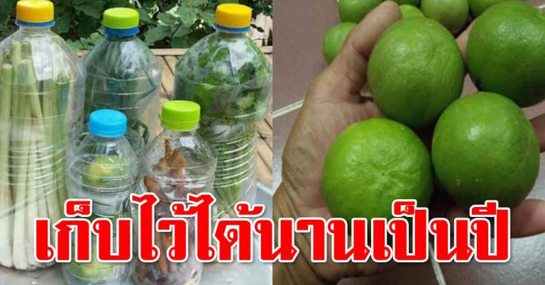 เก็บผักเอาไว้ให้สดได้นาน อยู่ได้เป็นเดือน ผักกรอบ สดใหม่