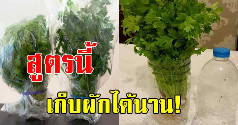 ผักซื้อมาเยอะ ทานไม่หมด เก็บไว้อยู่ได้นาน กรอบสดใหม่