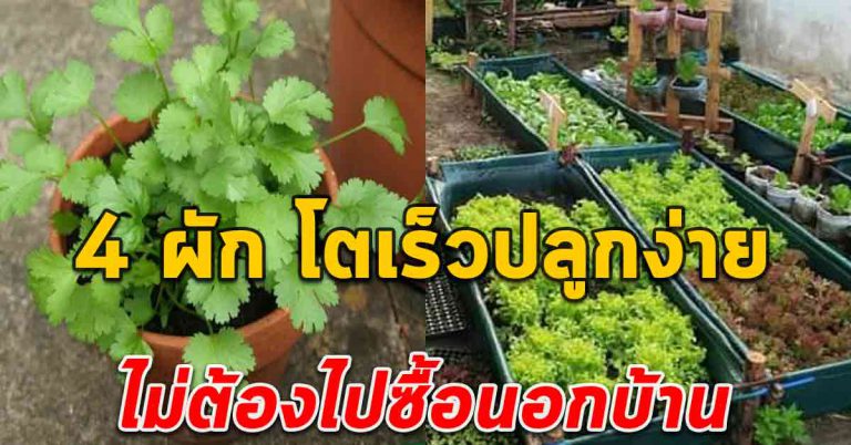 ผักสวนครัว 4 ชนิด ปลูกขึ้นง่าย โตไว เก็บทานไม่ต้องออกไปซื้อ