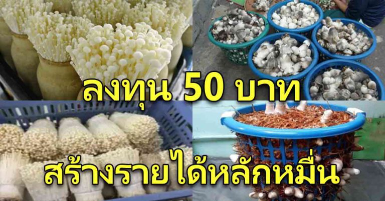 เห็ดฟาง เห็ดเข็มทอง เพาะง่ายในตะกร้า พื้นที่น้อย สร้างรายได้มาก