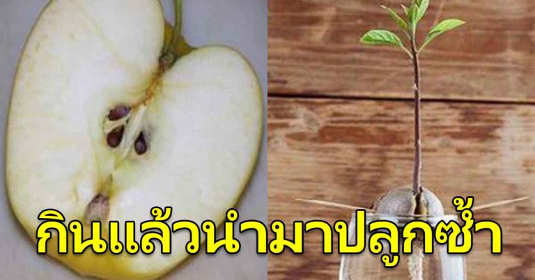 ผลไม้อร่อย 7 อย่าง กินแล้วนำมาปลูกซ้ำได้ ออกผลให้กินใหม่