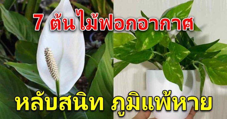 ฟอกอากาศในบ้านให้สดชื่น 7 ต้นไม้ ออกดอกสวย ปลูกง่าย