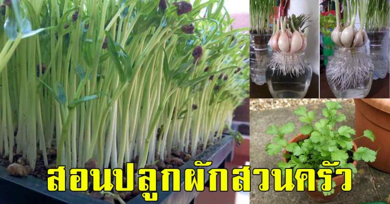 6 ผักสวนครัว ปลูกง่ายที่บ้าน บอกขั้นตอน ระยะเวลาปลูก