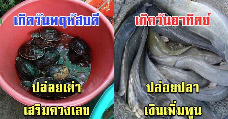 วันเกิดวันไหน ปล่อยสัตว์ชนิดไหน ชีวิตจะพลิกผัน เป็นดีมาก