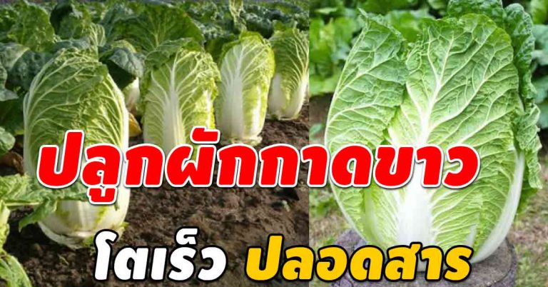 ผักกาดขาว ปลูกได้เอง ผักโตเร็วต้นใหญ่ เก็บทำอาหารกันได้เลย