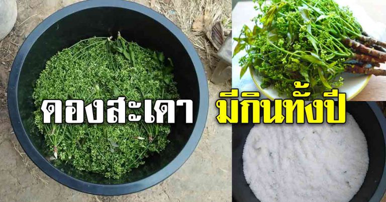 สอนวิธีดองสะเดา เก็บสะเดาเอาไว้ได้นาน มีกินตลอดปี