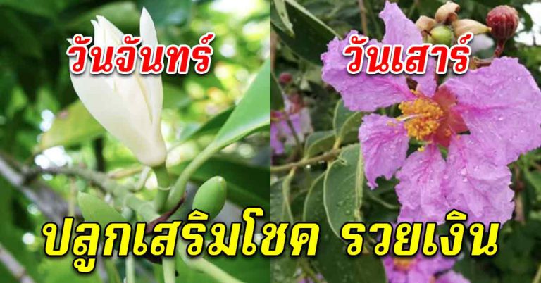 ดอกไม้ ต้นไม้ ประจำวันเกิด ปลูกต้นอะไรชีวิตรุ่ง เงินเข้าหาตลอด