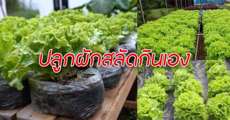 ปลูกผักสลัดสดใหม่ ไว้กินเองที่บ้าน สร้างรายได้ได้ด้วย