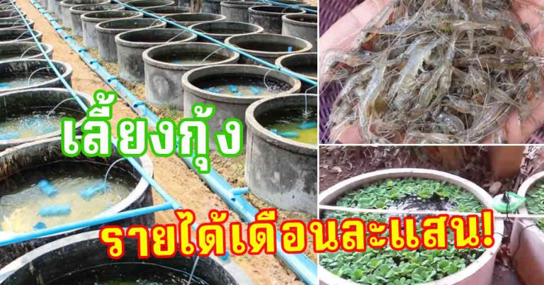 การเลี้ยงกุ้ง สร้างอาชีพ วิธีเลี้ยงไม่ได้ยาก โตเร็วตัวใหญ่