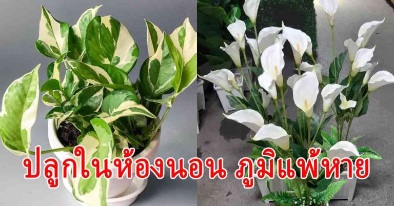 9 ต้นไม้ หามาปลูกในบ้าน ห้องนอน อากาศดีแถมนอนหลับสบาย