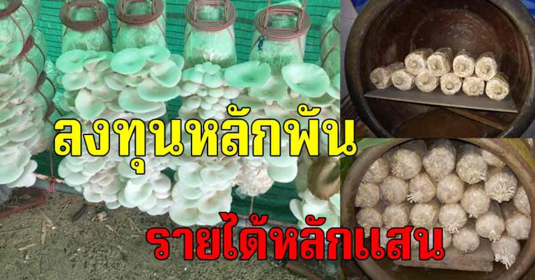 ขั้นตอนปลูกเห็ด ใช้โอ่งเก่าหลังบ้าน 7 วัน เก็บกิน เก็บขายได้